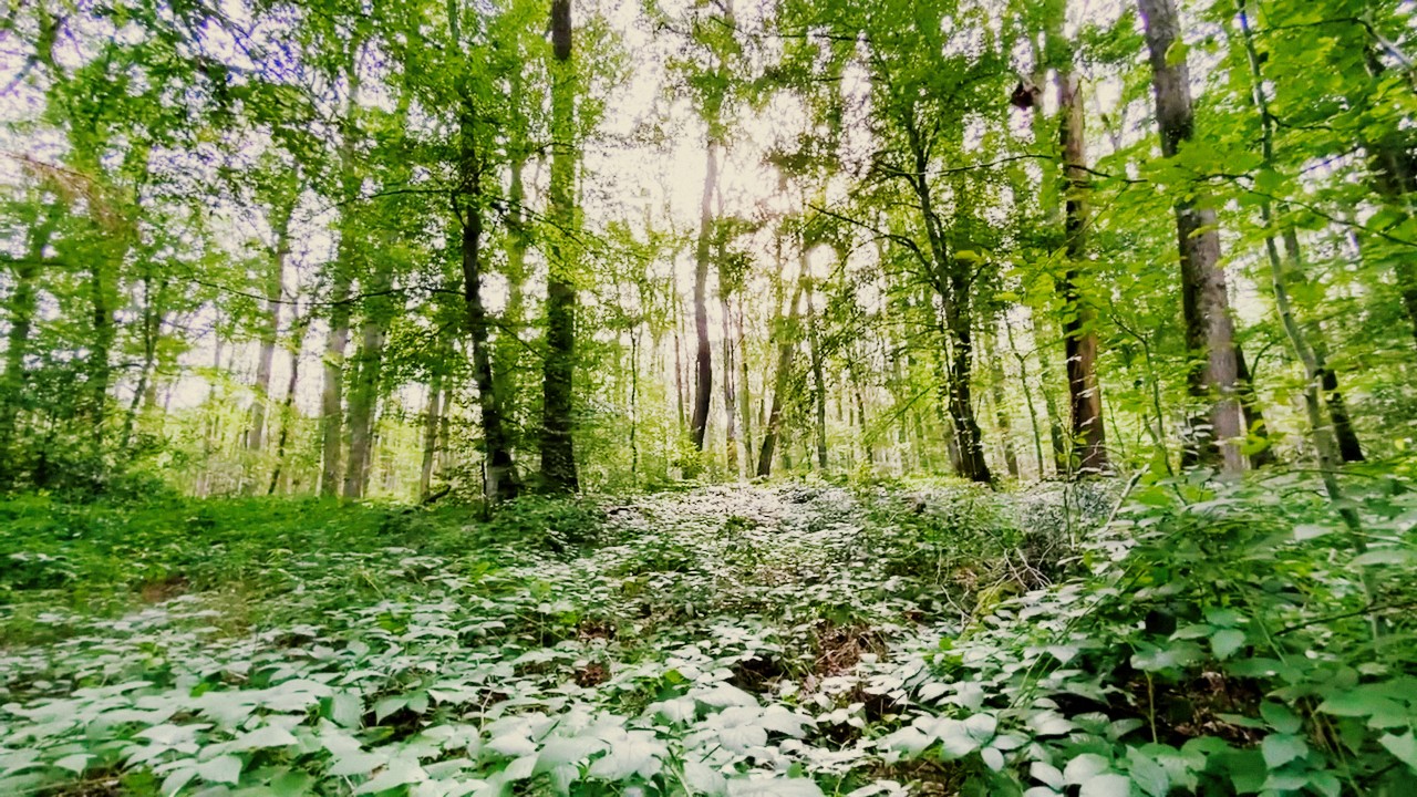Forêt de La Ferme Bleue