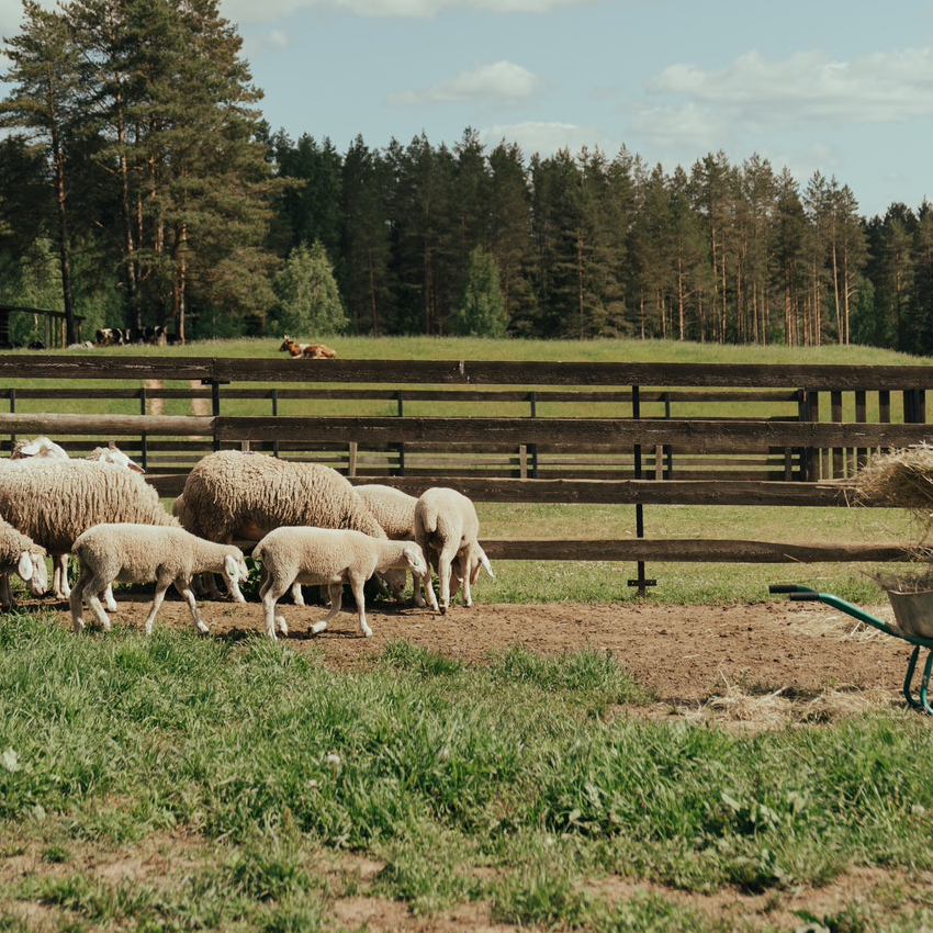 Fermier avec une brouette et ses moutons - La Ferme Bleue